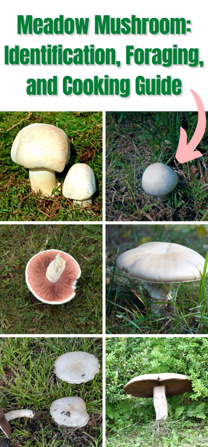 Meadow Mushroom: Identification, Foraging, and Cooking Guide - Mushroom ...