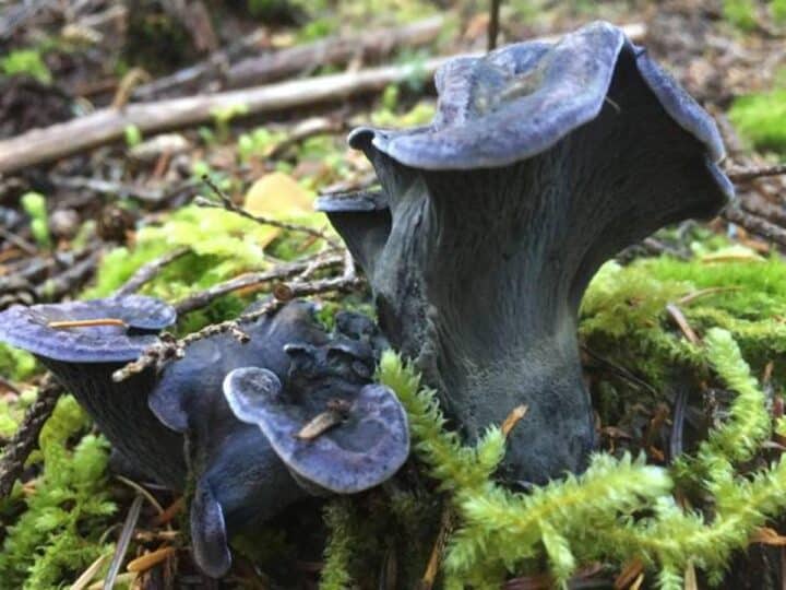 Blue Chanterelle Identification and Foraging Guide Mushroom Appreciation