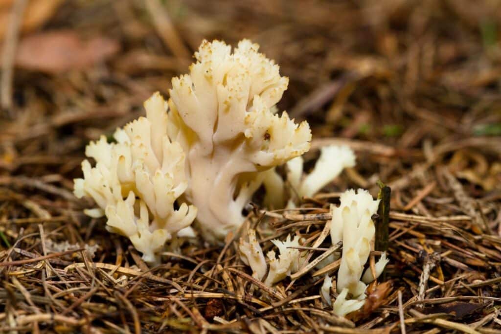 White Coral Fungus Identification Guide Mushroom Appreciation   9 White Crested Coral 1024x683 