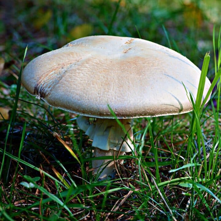 Dive Into the Captivating World of Mushrooms | Mushroom Appreciation