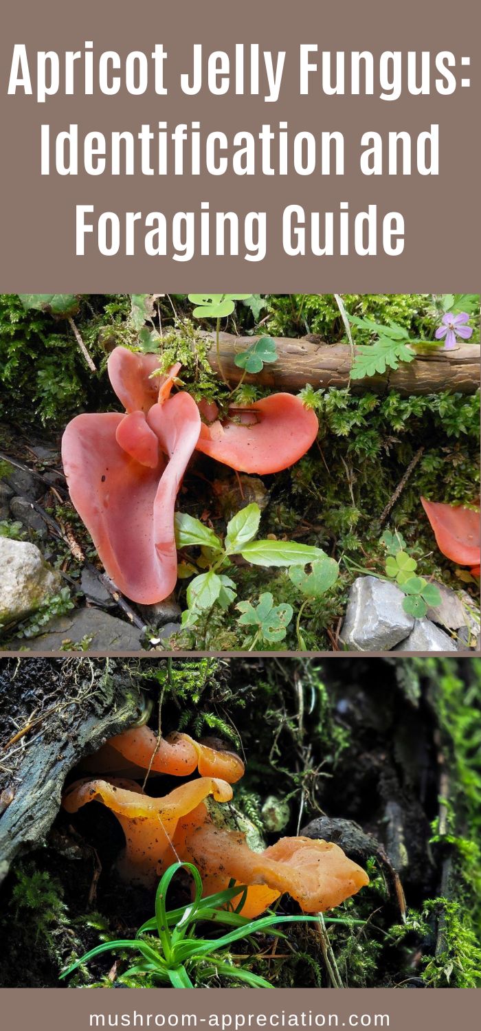 Apricot Jelly Fungus Identification And Foraging Guide Mushroom