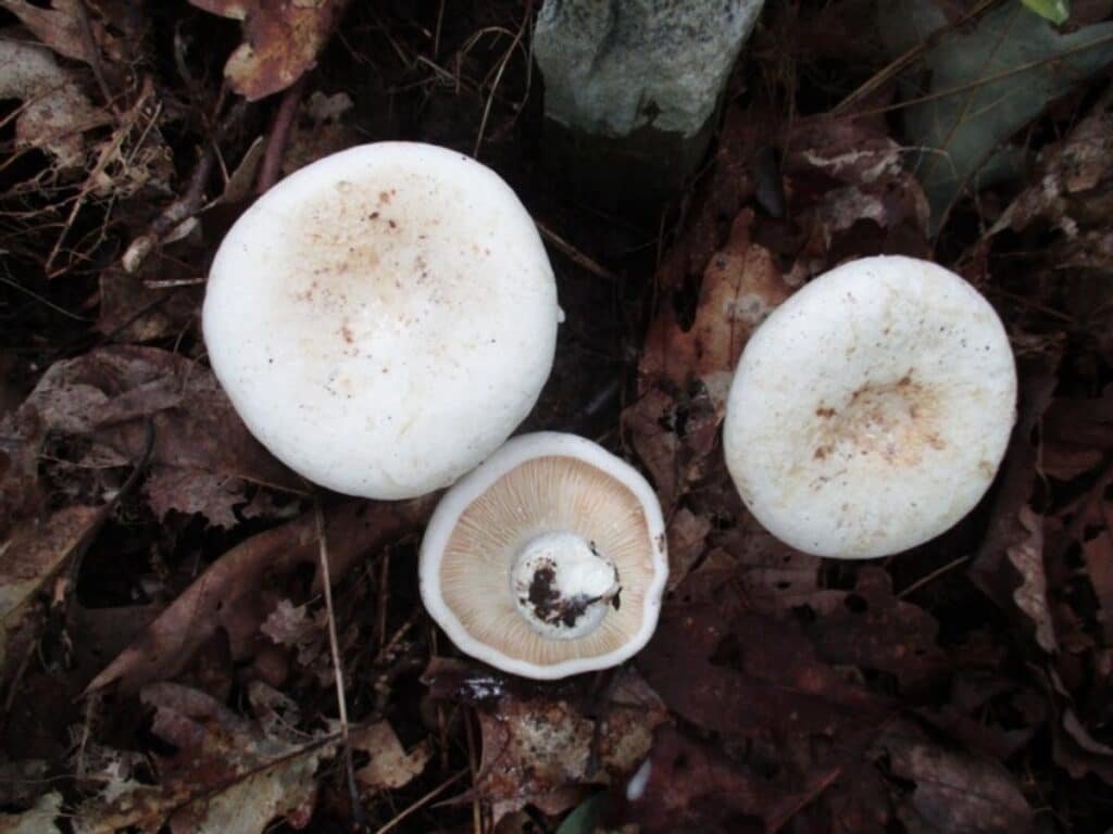 Peppery Milkcap Identification, Foraging, and Preparation Guide ...