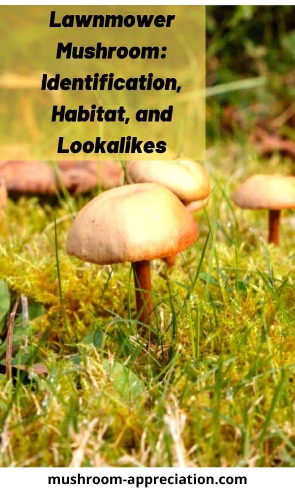 Lawnmower Mushroom: Identification, Habitat, and Lookalikes - Mushroom ...