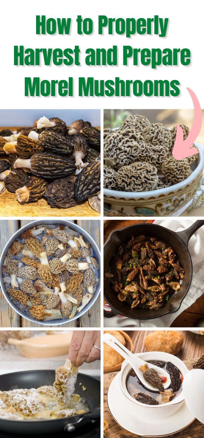 How To Properly Harvest And Prepare Morel Mushrooms Mushroom Appreciation   4 4 