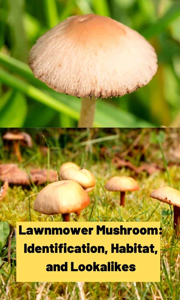 Lawnmower Mushroom: Identification, Habitat, and Lookalikes - Mushroom ...