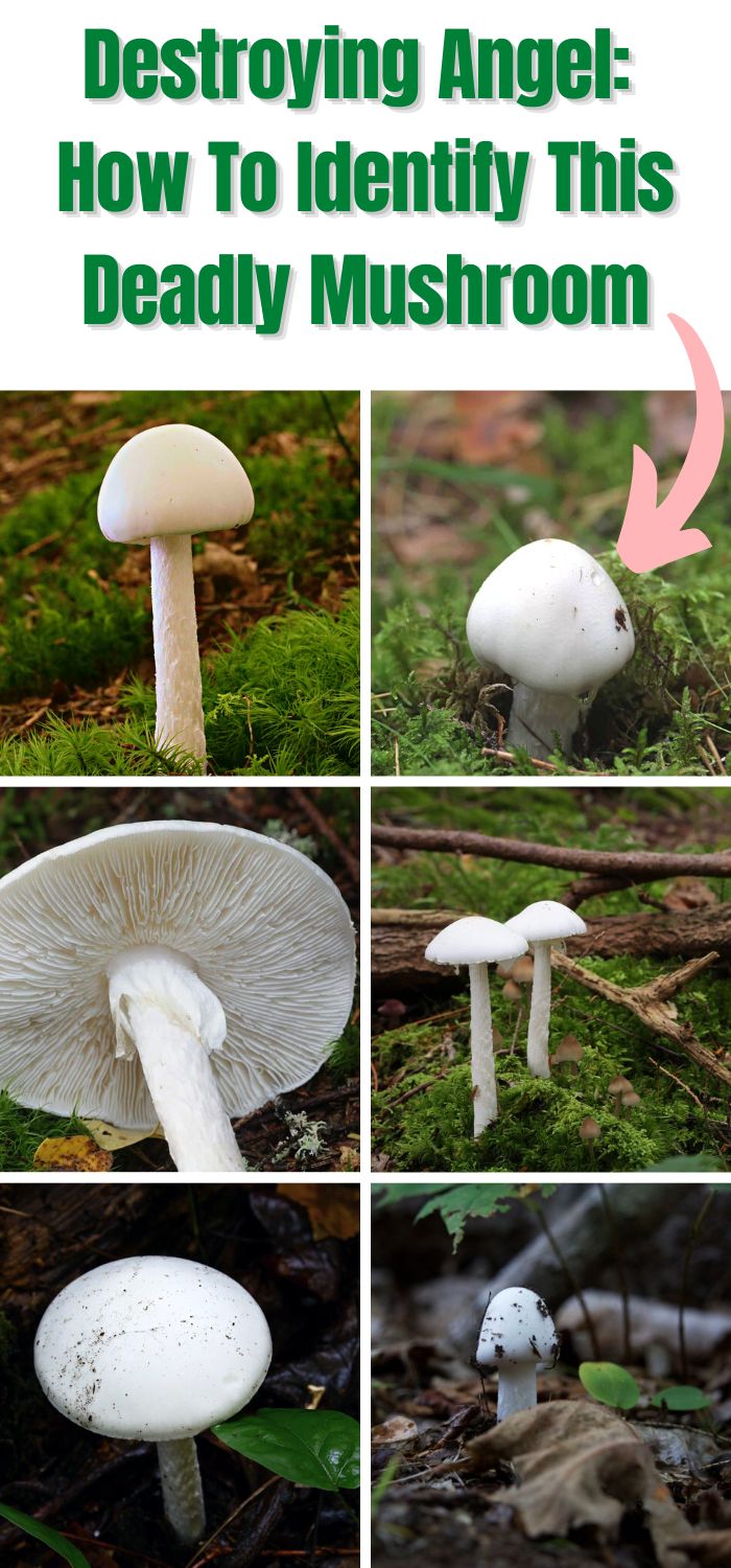 Destroying Angel: How To Identify This Deadly Mushroom - Mushroom ...