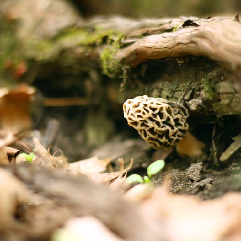 Unlocking the Secrets to Morel Foraging: All About Those Trees 