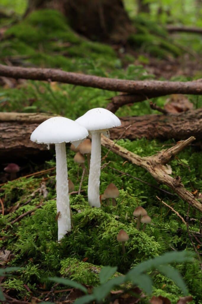 Amatoxin: The Deadliest Mushroom Poison - Mushroom Appreciation