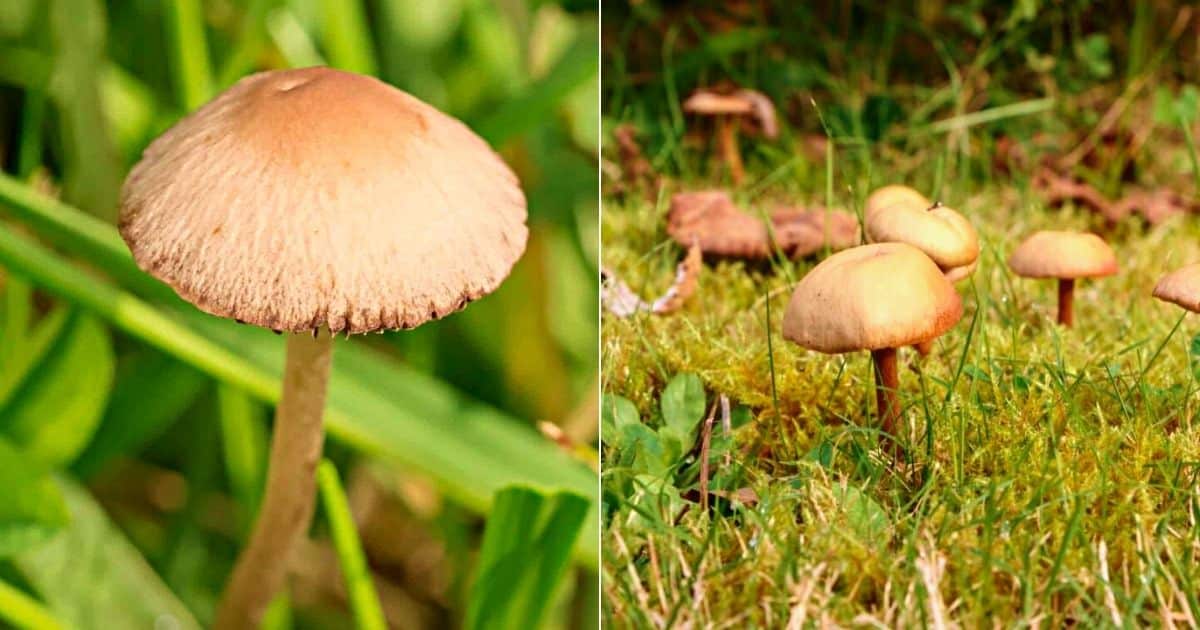 Lawnmower Mushroom: Identification, Habitat, and Lookalikes - Mushroom  Appreciation