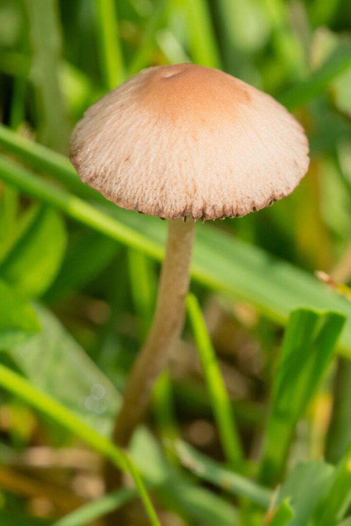 7 Common Lawn Mushrooms in the US - Mushroom Appreciation