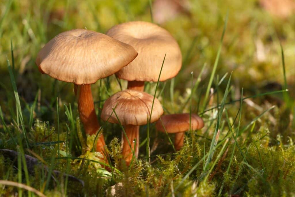 Lawnmower Mushroom: Identification, Habitat, and Lookalikes - Mushroom ...