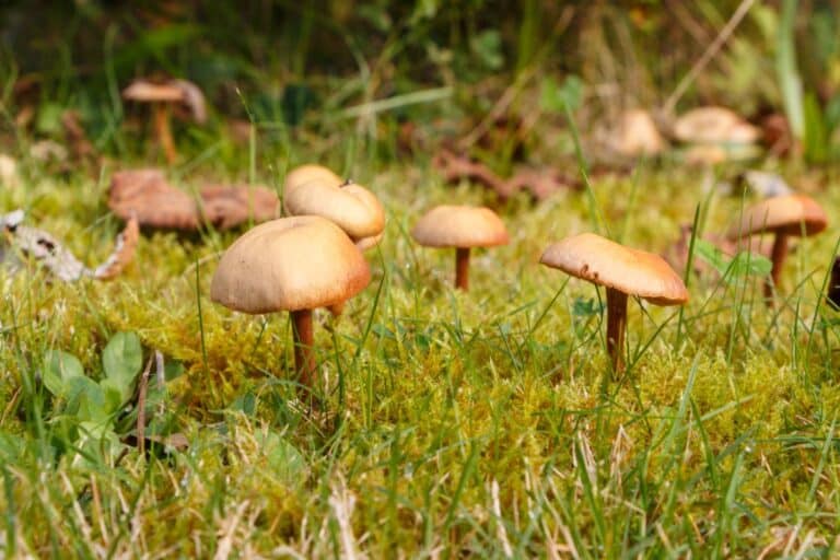 Lawnmower Mushroom: Identification, Habitat, and Lookalikes - Mushroom ...