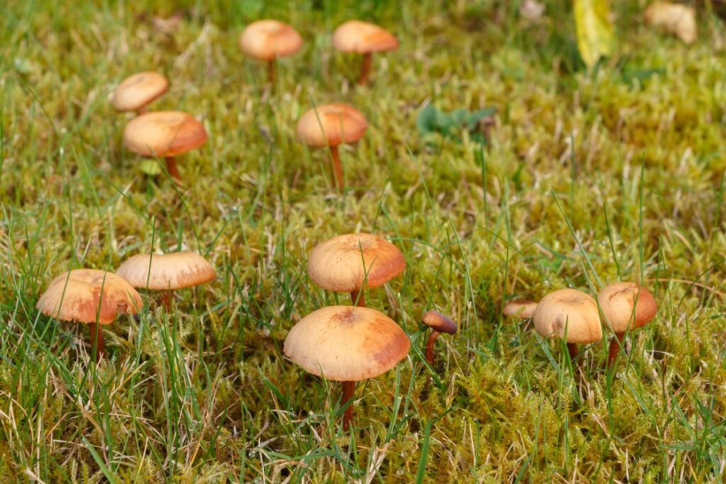 7 Common Lawn Mushrooms in the US Mushroom Appreciation