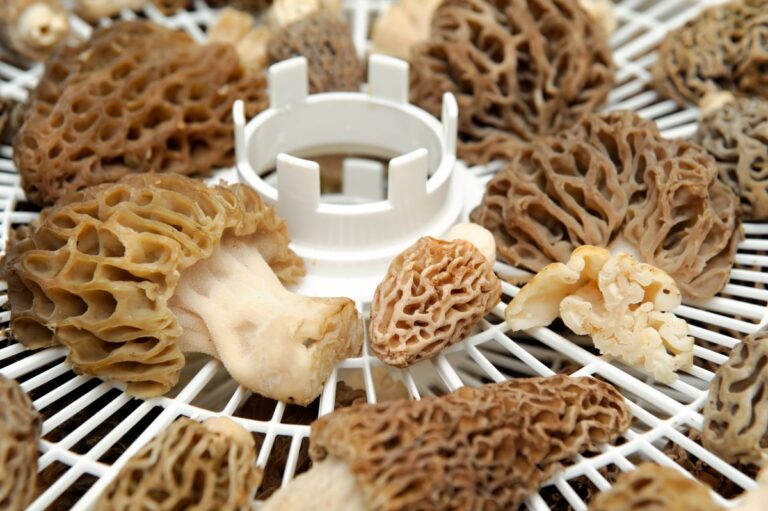 How to Properly Harvest and Prepare Morel Mushrooms Mushroom Appreciation