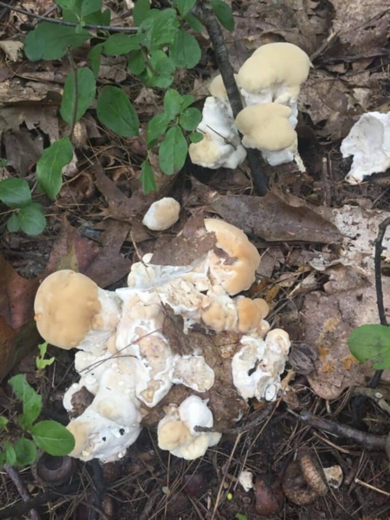 Berkeley's Polypore: Identification, Foraging, and Culinary ...