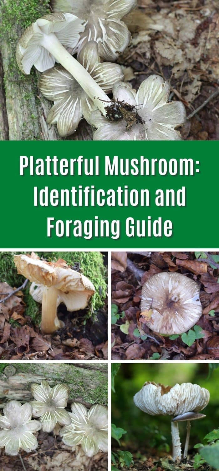 Platterful Mushroom: Identification and Foraging Guide - Mushroom ...