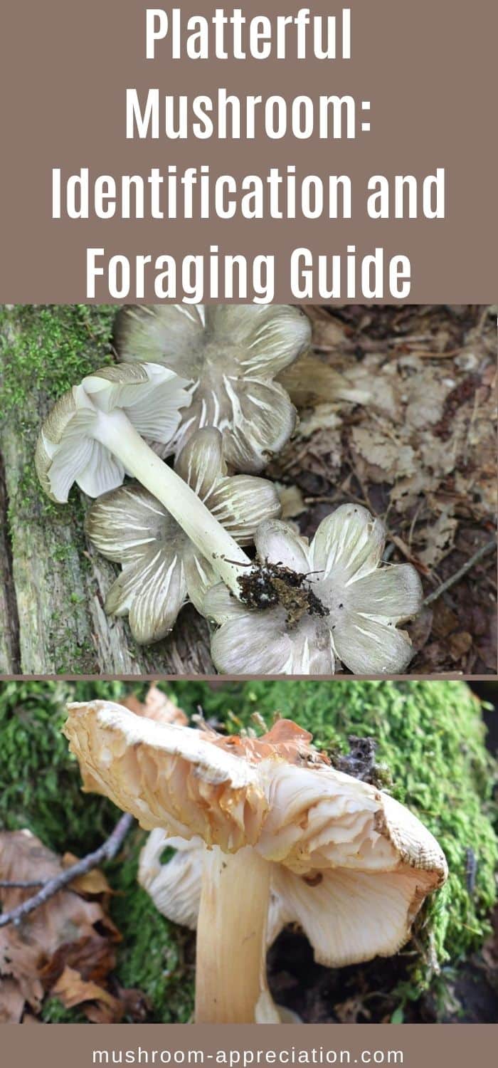 Platterful Mushroom: Identification and Foraging Guide - Mushroom ...