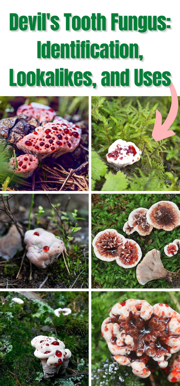 Devil's Tooth Fungus: Identification, Lookalikes, and Uses - Mushroom ...