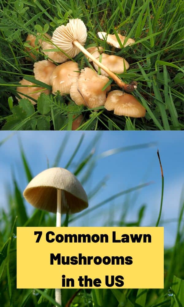 7 Common Lawn Mushrooms In The Us Mushroom Appreciation 