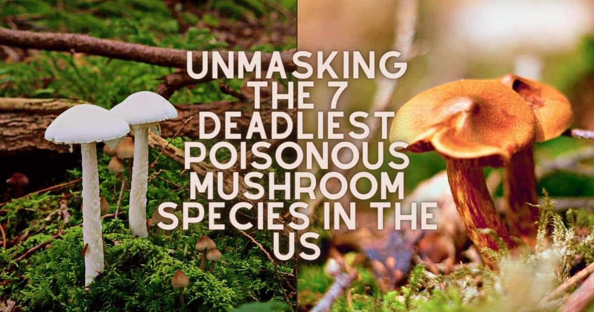 Unmasking the 7 Deadliest Poisonous Mushroom Species in the US ...