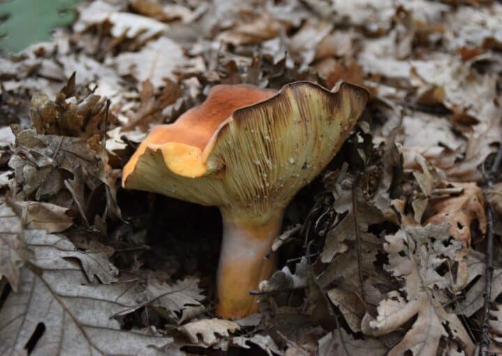 Weeping Milkcap: Identification, Foraging, and Culinary Uses - Mushroom ...