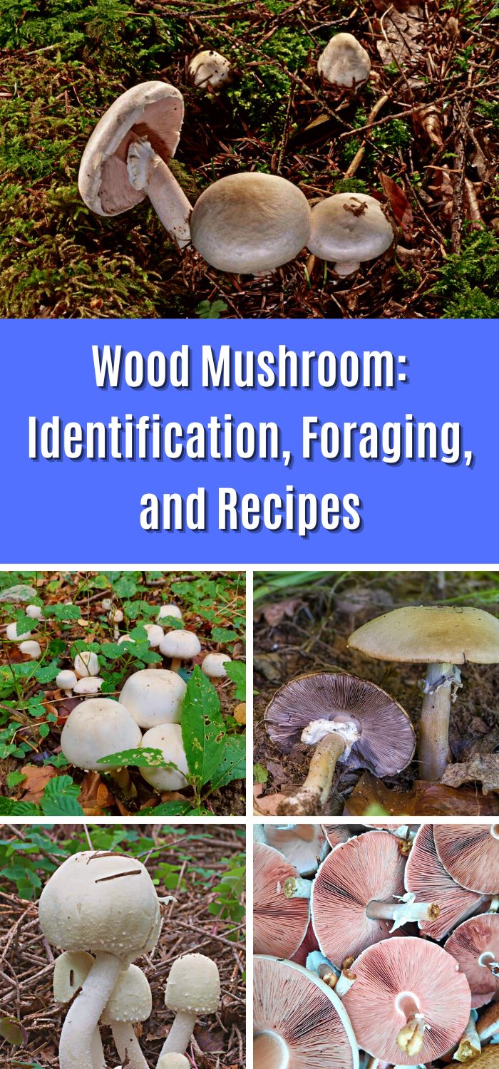 Wood Mushroom Identification, Foraging, and Recipes Mushroom