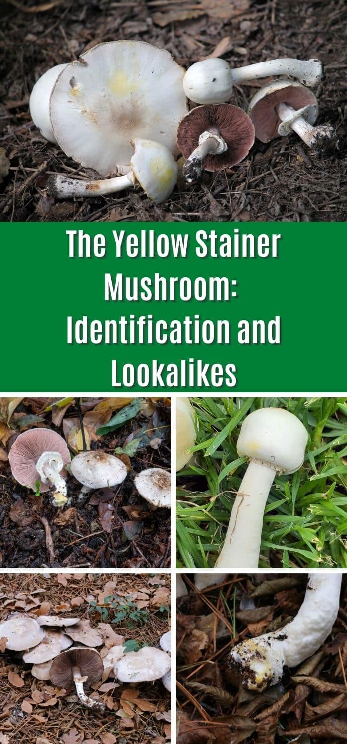 The Yellow Stainer Mushroom: Identification and Lookalikes - Mushroom ...