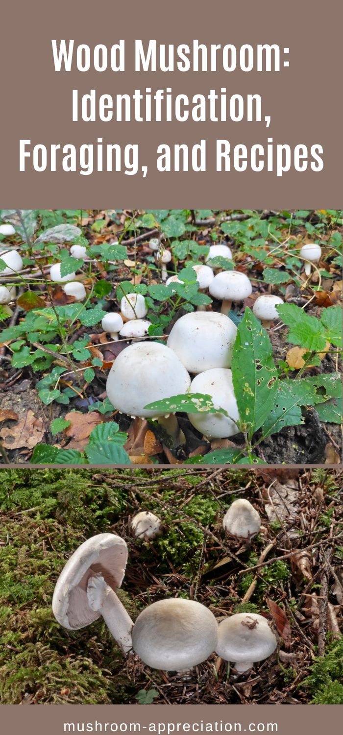 Wood Mushroom: Identification, Foraging, and Recipes - Mushroom ...