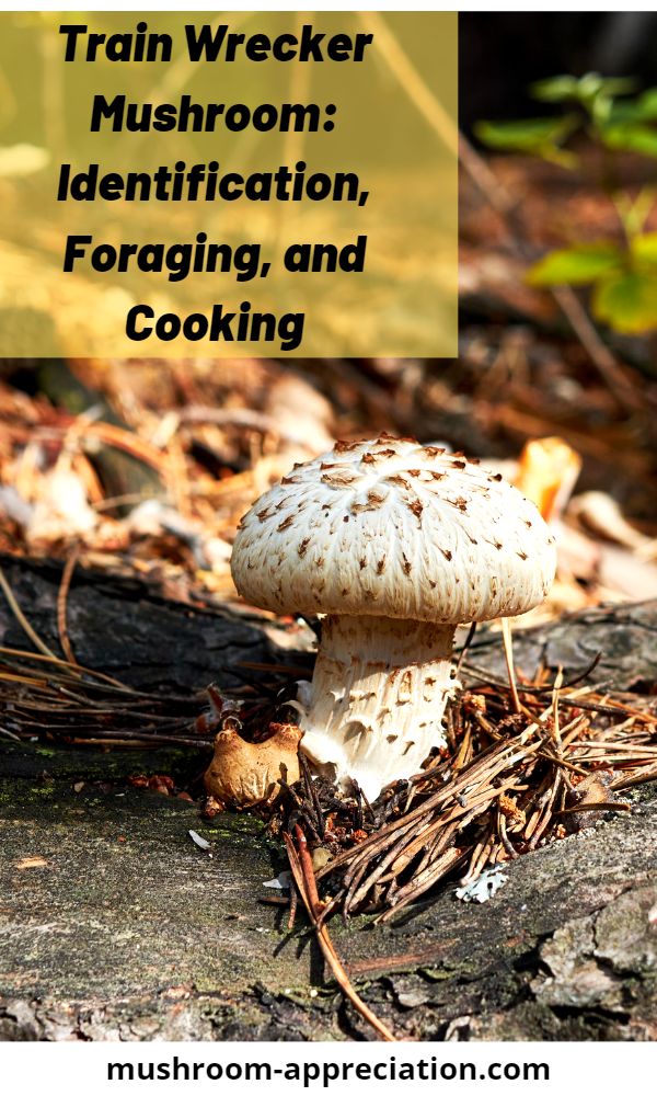 The Train Wrecker Mushroom: Identification, Foraging, and Cooking ...