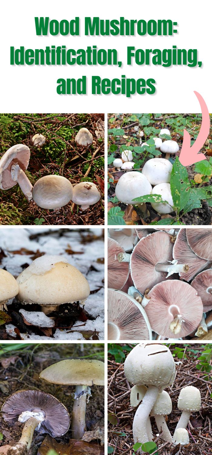 Wood Mushroom: Identification, Foraging, and Recipes - Mushroom ...