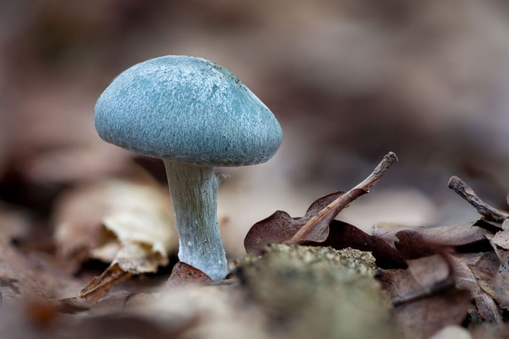 Aniseed Toadstool: Identification, Foraging, and Uses - Mushroom ...