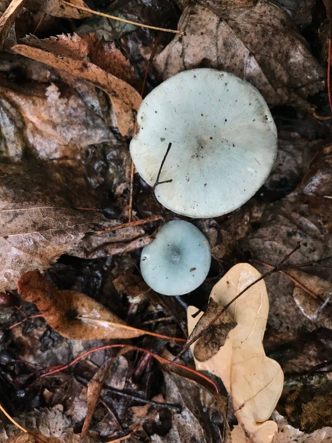 Aniseed Toadstool: Identification, Foraging, and Uses - Mushroom ...