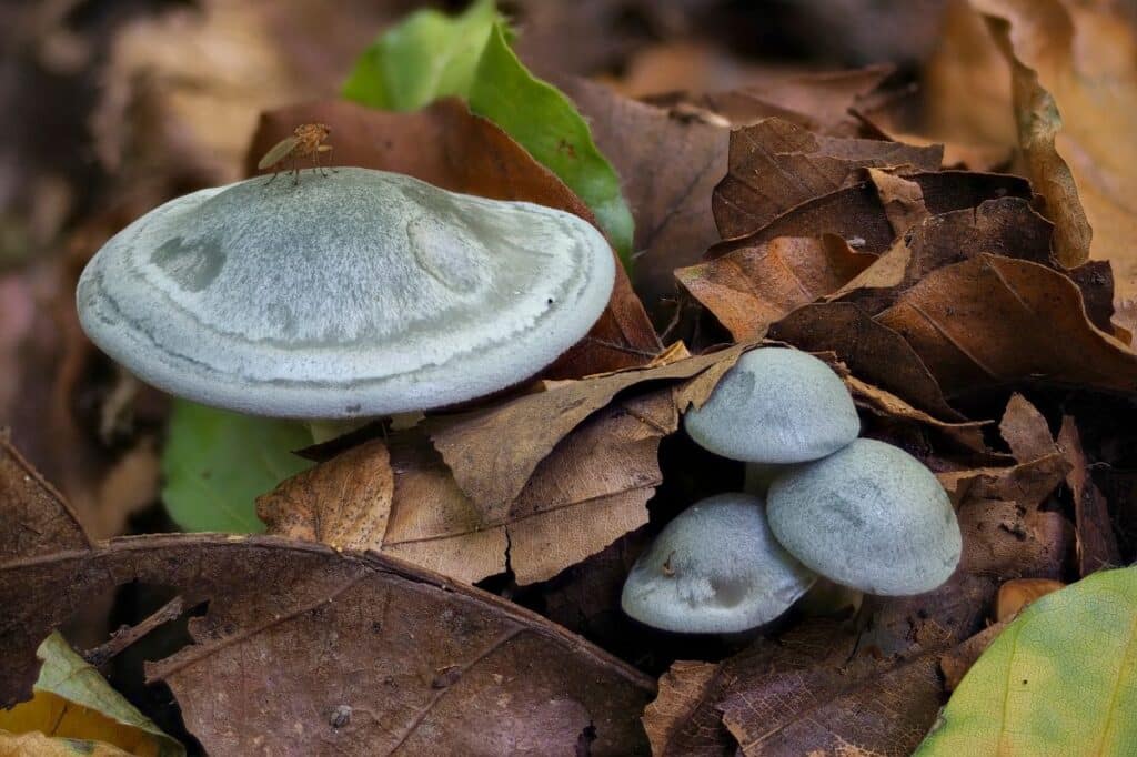 Aniseed Toadstool: Identification, Foraging, and Uses - Mushroom ...