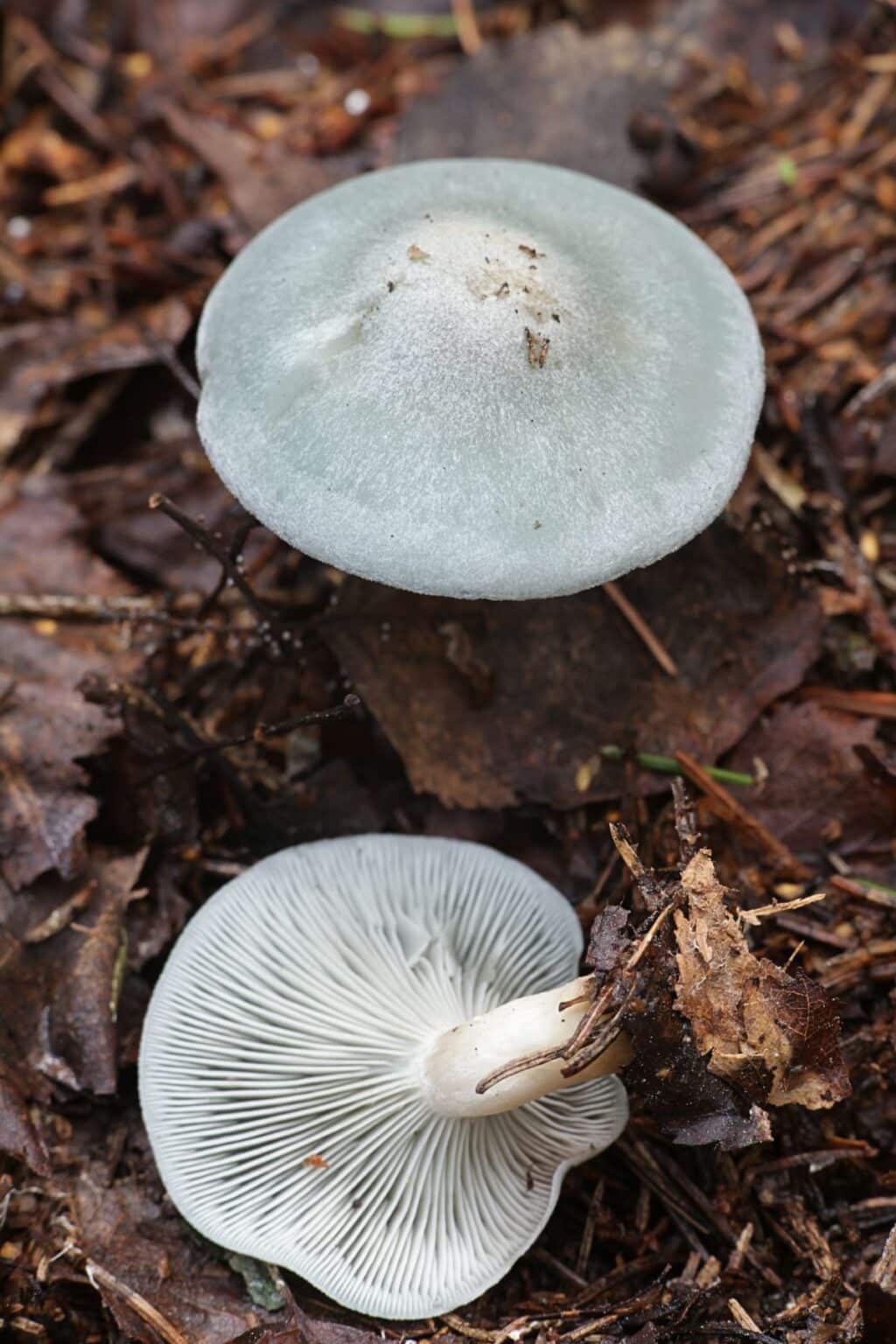 Aniseed Toadstool: Identification, Foraging, and Uses - Mushroom ...