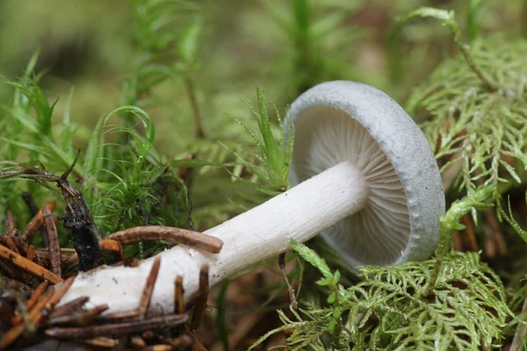 Aniseed Toadstool: Identification, Foraging, and Uses - Mushroom ...