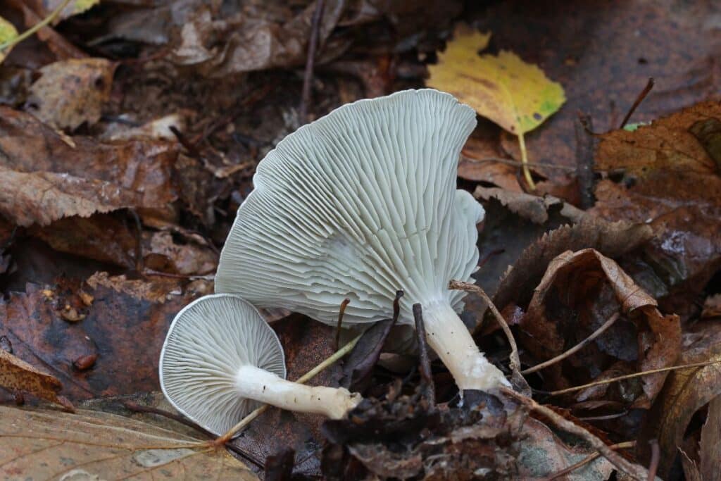 Aniseed Toadstool: Identification, Foraging, and Uses - Mushroom ...