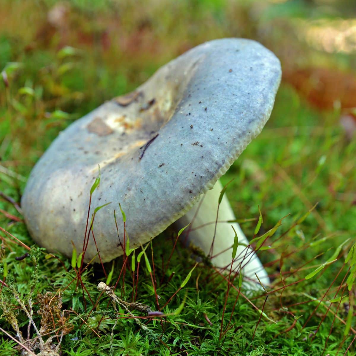 green russula