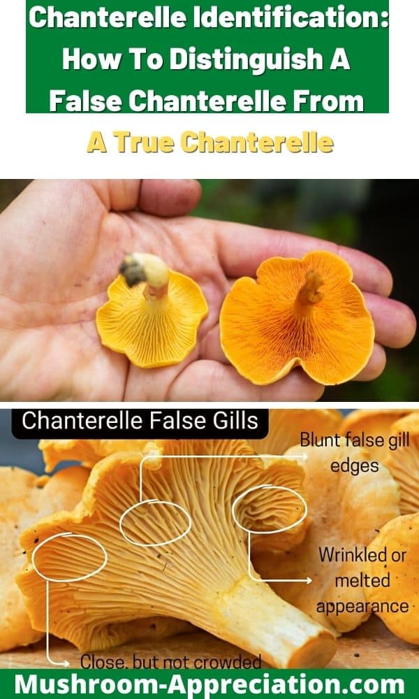 Chanterelle Identification How To Distinguish A False Chanterelle From