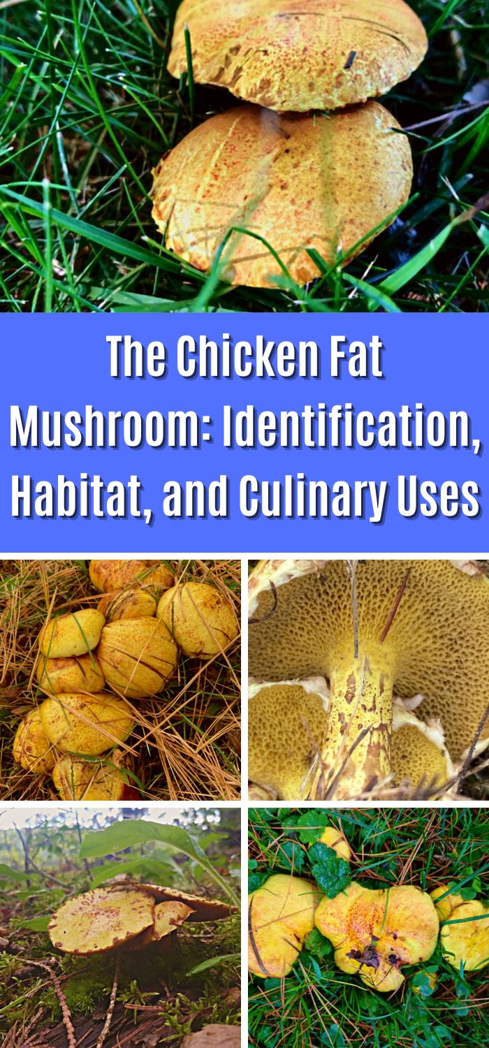 The Chicken Fat Mushroom Identification Habitat And Culinary Uses