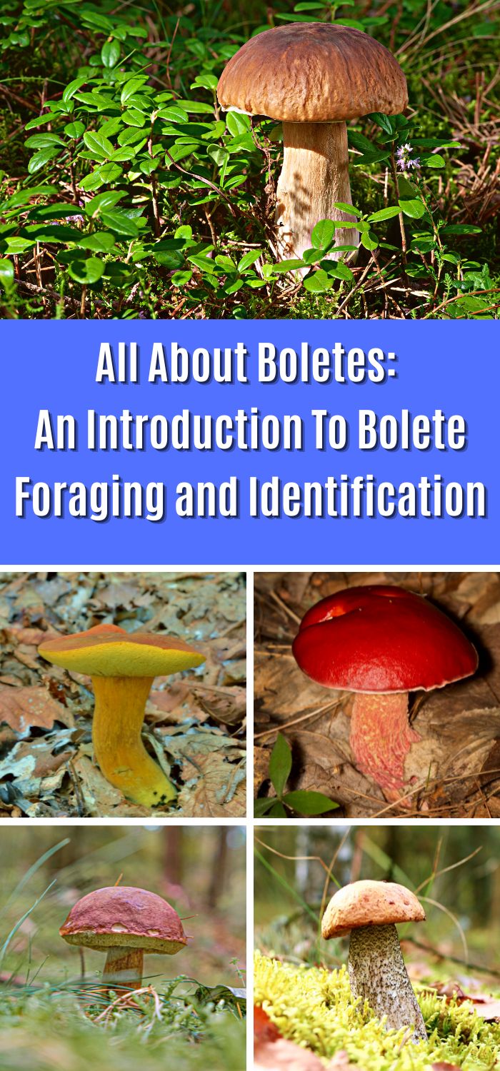 All About Boletes: An Introduction To Bolete Foraging and ...