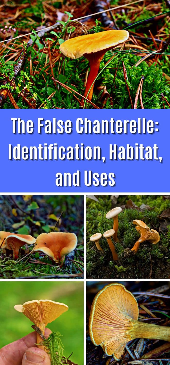 The False Chanterelle: Identification, Habitat, And Uses - Mushroom ...