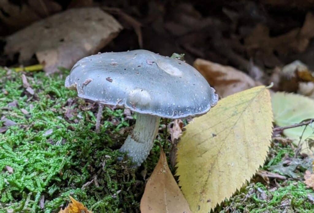 Aniseed Toadstool: Identification, Foraging, and Uses - Mushroom ...