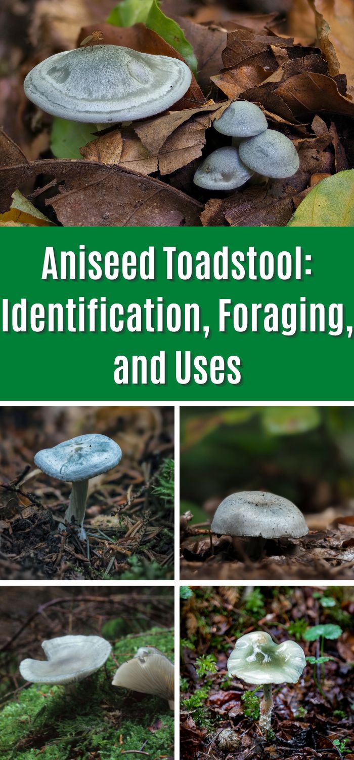 Aniseed Toadstool: Identification, Foraging, and Uses - Mushroom ...