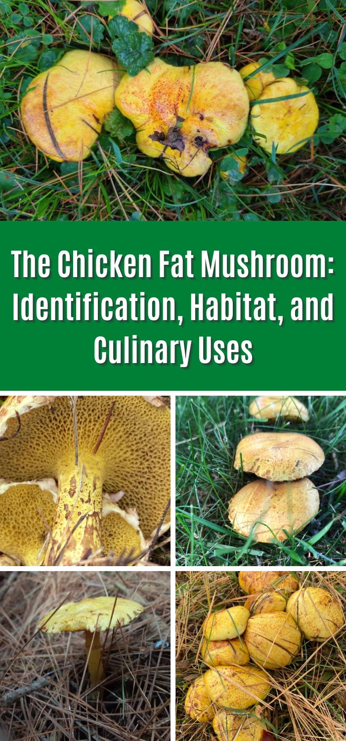 The Chicken Fat Mushroom: Identification, Habitat, and Culinary Uses ...