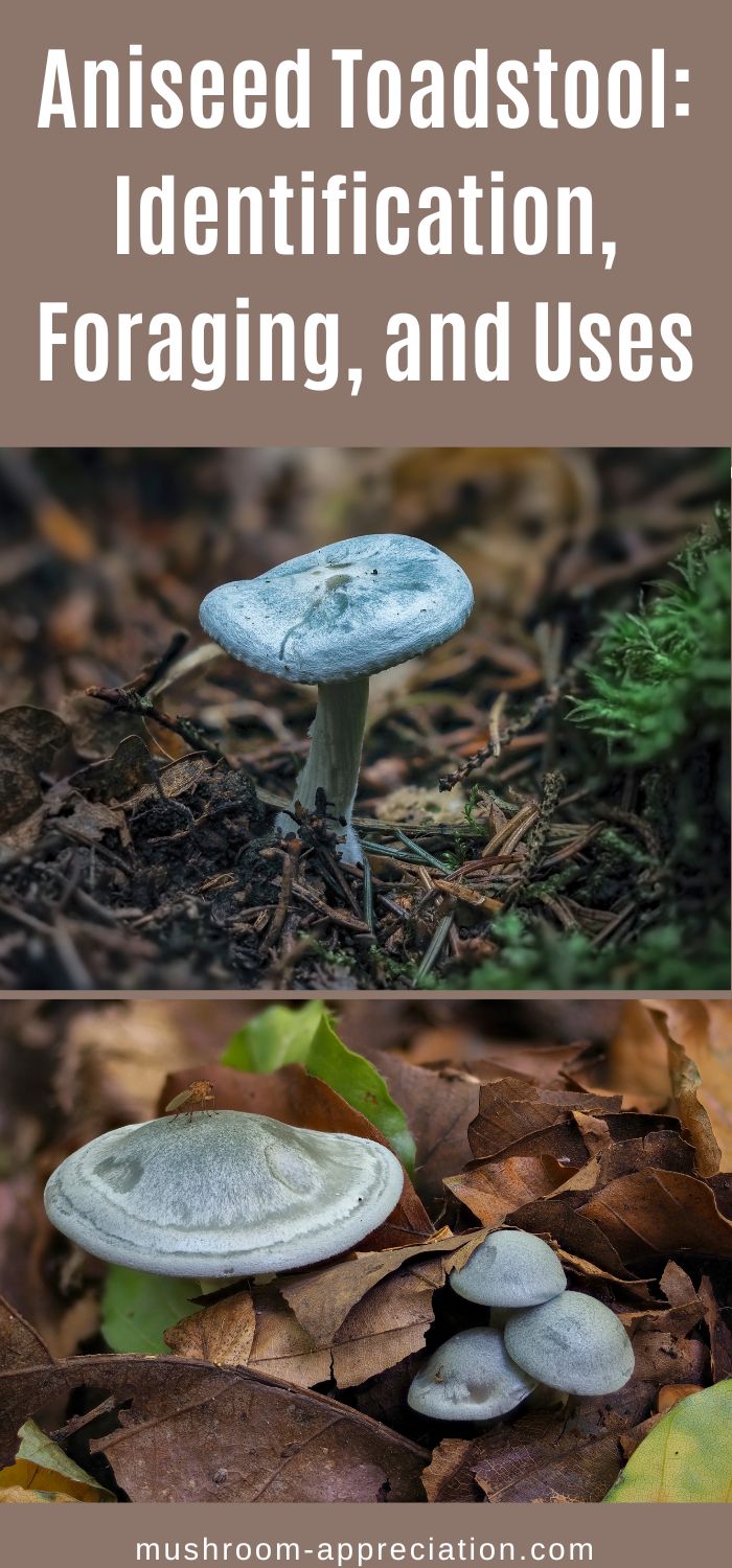 Aniseed Toadstool: Identification, Foraging, and Uses - Mushroom ...