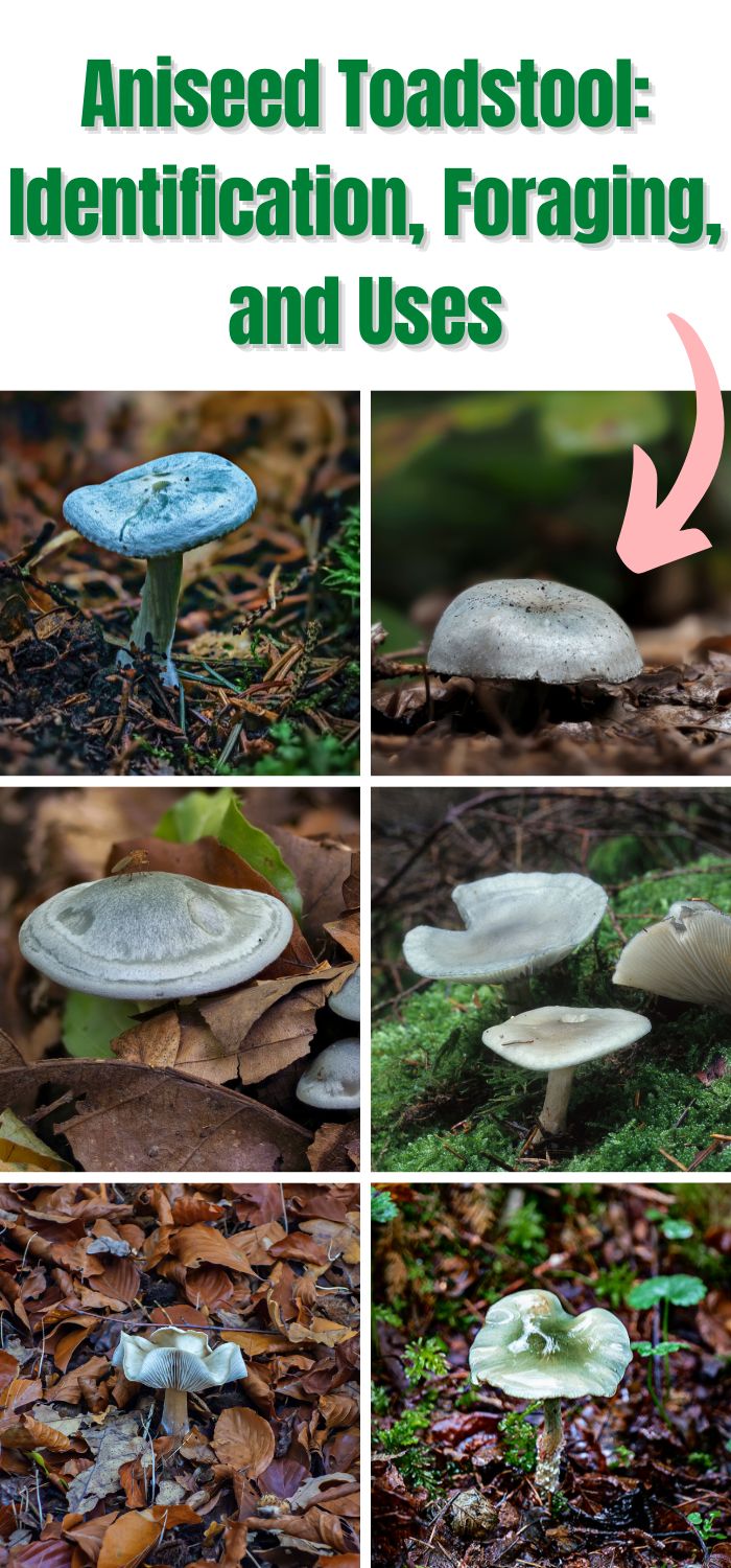 Aniseed Toadstool: Identification, Foraging, and Uses - Mushroom ...