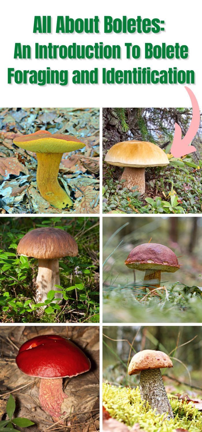 All About Boletes An Introduction To Bolete Foraging And 4260