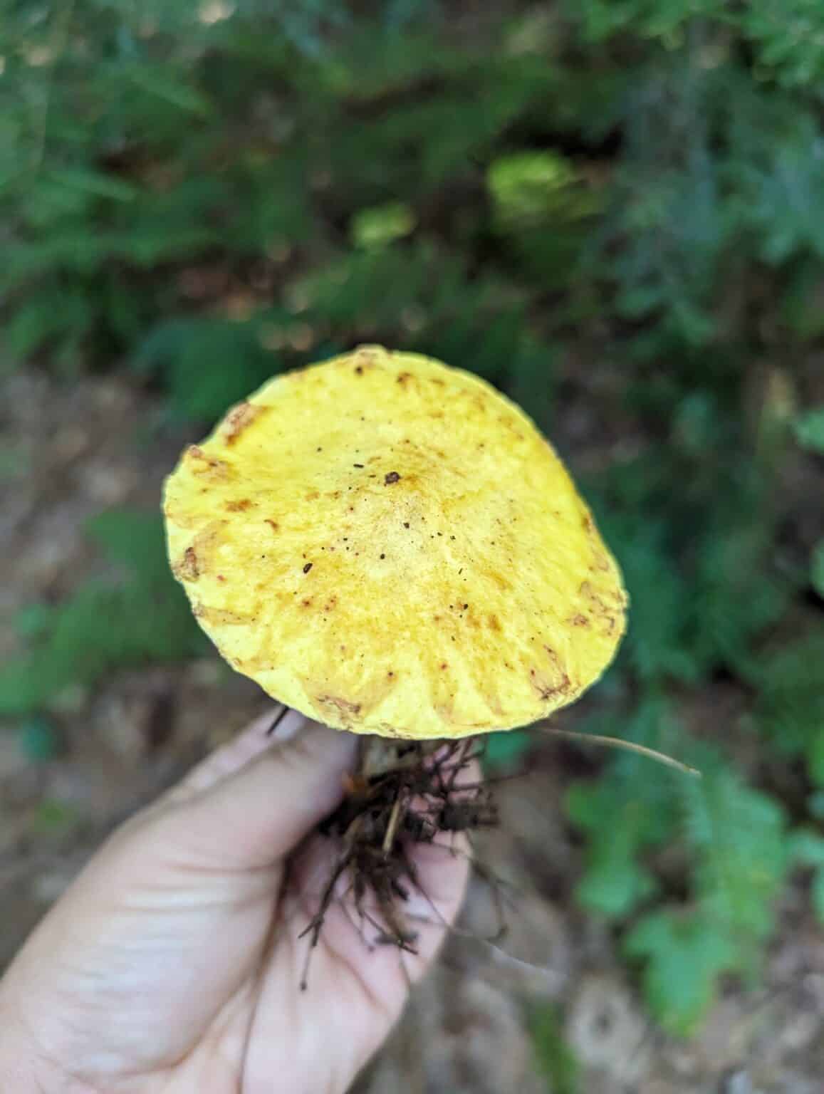 The Chicken Fat Mushroom: Identification, Habitat, and Culinary Uses ...