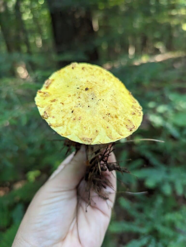 All About Boletes: An Introduction To Bolete Foraging and ...