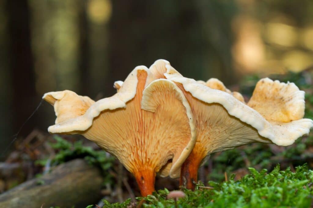 The False Chanterelle: Identification, Habitat, And Uses - Mushroom ...